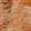 Tan Rustic White Bfs